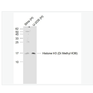 Anti-Histone H3 (Di Methyl K36) antibody-二甲基化组蛋白H3抗体