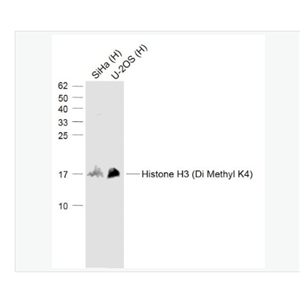 Anti-Histone H3 (Di Methyl K4) antibody-二甲基化组蛋白H3K4抗体