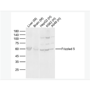Anti-Frizzled 5 antibody-Wnt信号受体蛋白抗体