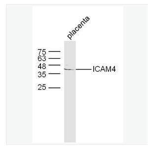 Anti-ICAM4 antibody-细胞间粘附分子4抗体,ICAM4