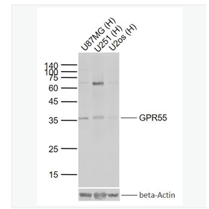 Anti-GPR55 antibody-蛋白偶联受体55抗体
