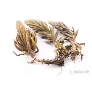 瓦松多糖黄酮皂苷多糖多酚生物碱挥发油等提取树脂纯化成分分离定制及检测