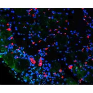 细胞BrdU染色(IHC法）技术服务-艾普蒂生物