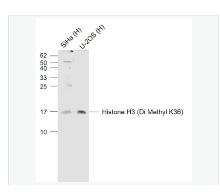 Anti-Histone H3  antibody-二甲基化组蛋白H3抗体,Histone H3 (Di Methyl K36)