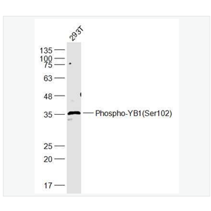 Anti-Phospho-YB1antibody-Phospho-YB1 (Ser102)