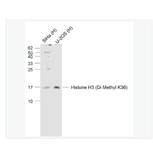 Anti-Histone H3  antibody-二甲基化组蛋白H3抗体