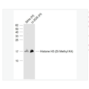 Anti-Histone H3  antibody-二甲基化组蛋白H3K4抗体,Histone H3 (Di Methyl K4)