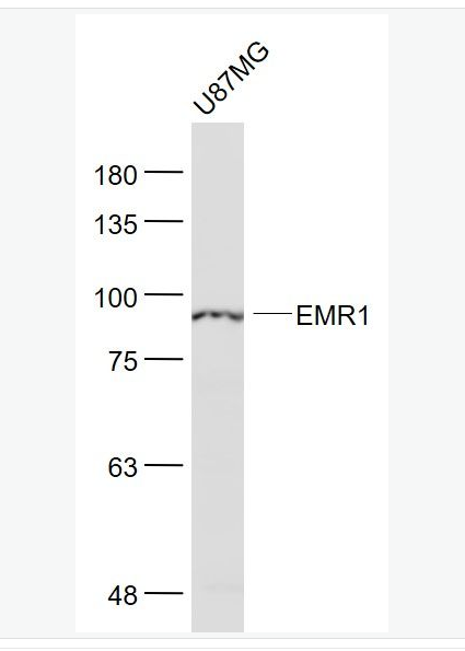 Anti-ADGRE1 antibody  -表皮生长因子样激素受体1（EMR1）抗体,phoADGRE1