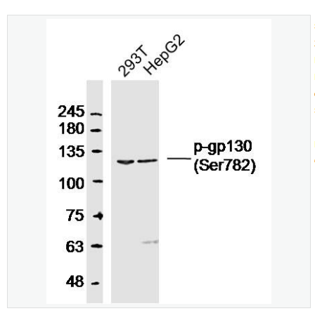 Anti-phospho-CD130/gp130 antibody  -磷酸化gp130抗體,phospho-CD130/gp130 (Ser782)