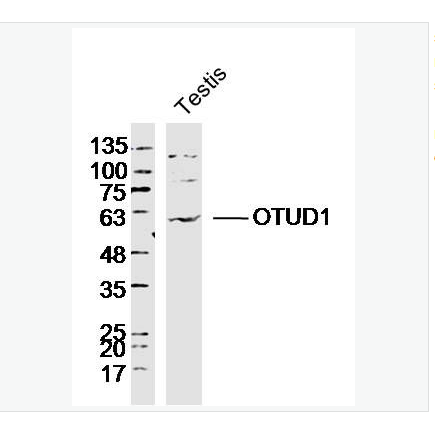 Anti-OTUD1 antibody  -OTUD1蛋白抗體,OTUD1