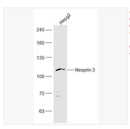 Anti-Nesprin 3antibody  -突觸核膜蛋白3抗體,Nesprin 3