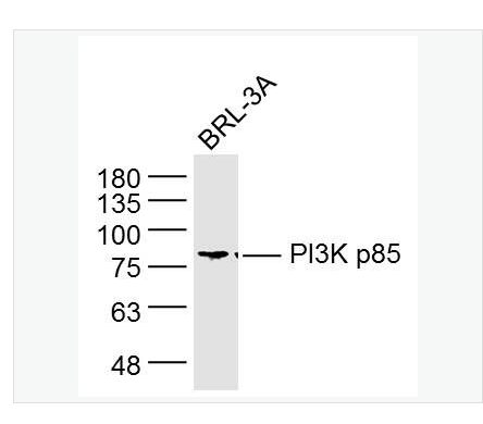 Anti-PIK3R1 antibody  -磷脂酰肌醇激酶单克隆抗体,PIK3R1