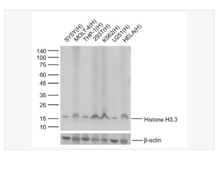 Anti-Histone H3.3 antibody  -Histone H3.3重组兔单克隆抗体,Histone H3.3