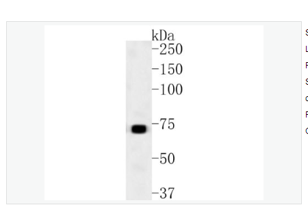Anti-CD73  antibody  -CD73重组兔单克隆抗体,CD73
