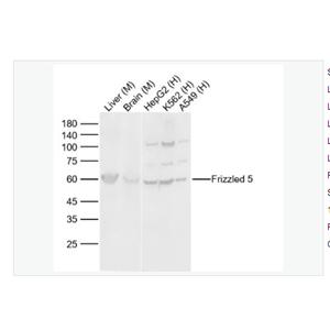 Anti-Frizzled 5 antibody   -Wnt信号受体蛋白抗体