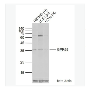 Anti-GPR55 antibody   -蛋白偶联受体55抗体