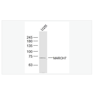 Anti-MARCH7antibody  -膜相关环指蛋白7抗体