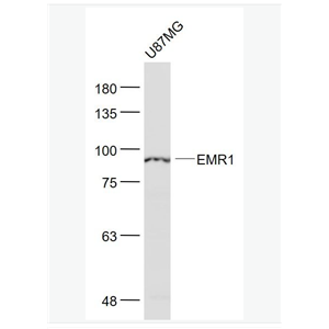Anti-ADGRE1 antibody  -表皮生长因子样激素受体1（EMR1）抗体