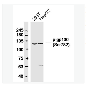 Anti-phospho-CD130/gp130 antibody  -磷酸化gp130抗体