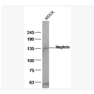 Anti-Nephrin antibody  -肾小球细胞粘附分子受体抗体