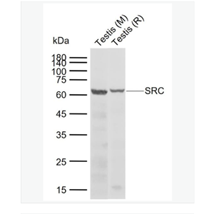Anti-SRC antibody  -Src原癌基因抗体