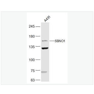 Anti-SBNO1antibody  -SBNO1蛋白抗体