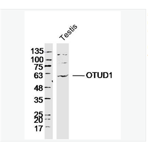 Anti-OTUD1 antibody  -OTUD1蛋白抗體,OTUD1