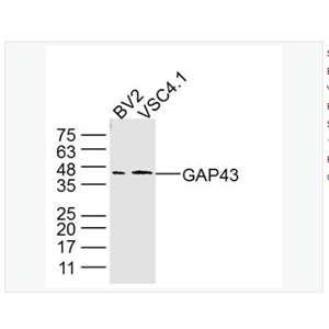 Anti-GAP43  antibody  -神经生长相关蛋白43单克隆抗体