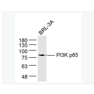Anti-PIK3R1 antibody  -磷脂酰肌醇激酶单克隆抗体