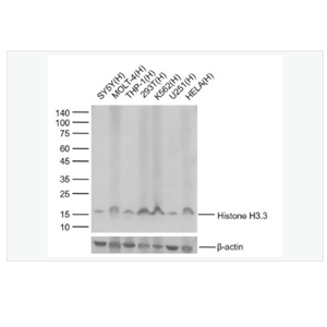 Anti-Histone H3.3 antibody  -Histone H3.3重组兔单克隆抗体