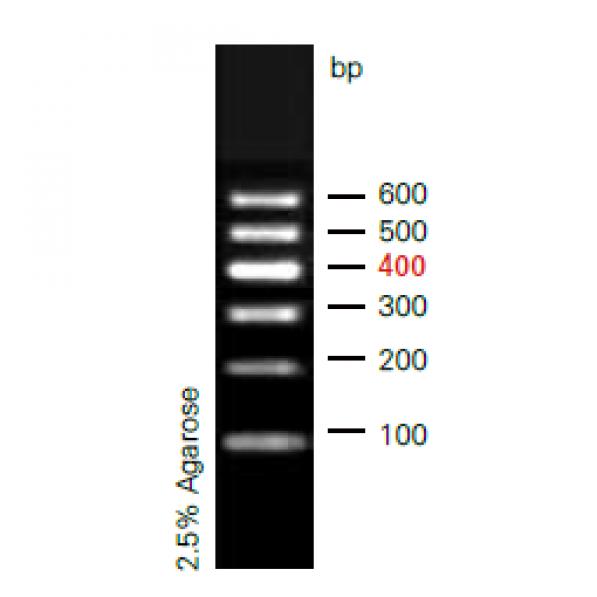 MarkerⅠDNA Ladder,MarkerⅠDNA Ladder