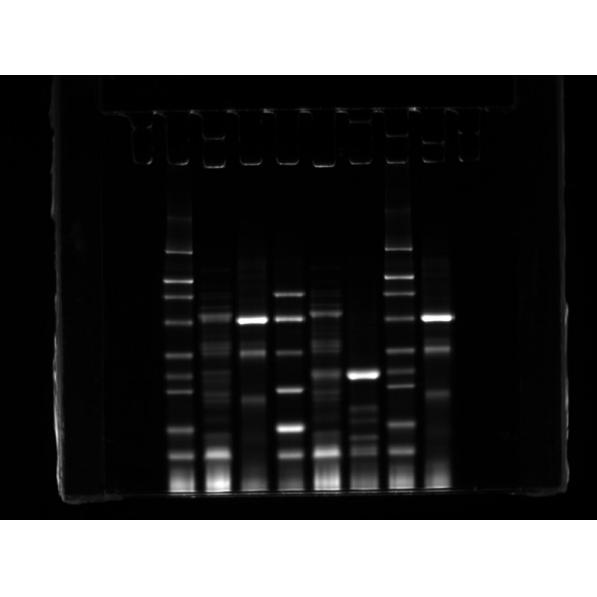 熒光蛋白上樣緩沖液,Band-Now Pre-Staining Protein Sample Treatment Buffer for SDS-PAGE