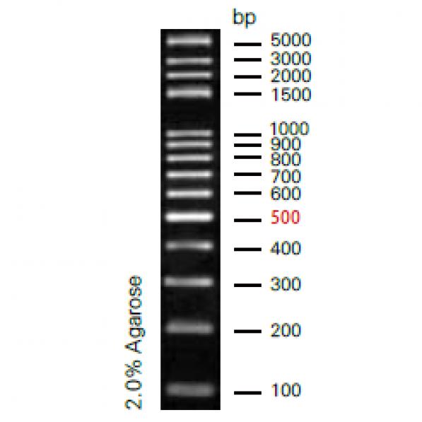 100bp plus DNA Ladder,100bp plus DNA Ladder