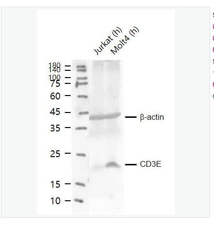 Anti-CD3E  antibody  -CD3/CD3-ε 重组兔单克隆抗体,CD3E