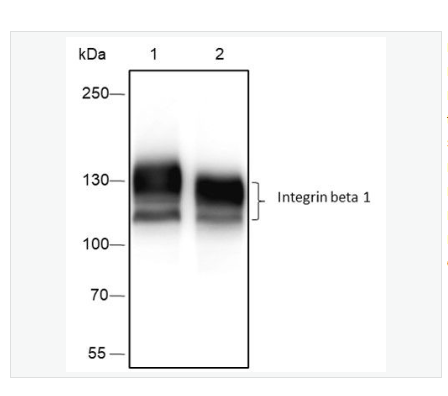 Anti-Integrin beta 1 antibody  -整合素β1（CD29）重組兔單克隆抗體,Integrin beta 1