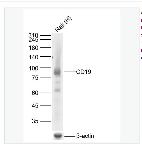 Anti-CD19 antibody  -CD19重组兔单克隆抗体,CD19