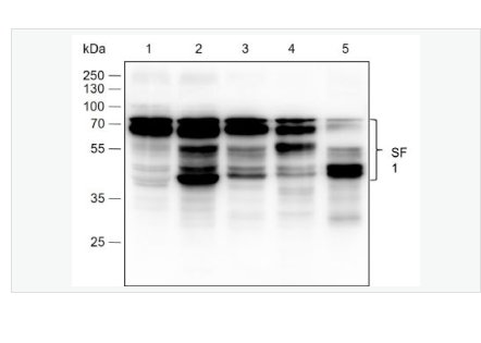 Anti-SF1antibody  -剪接因子1重組兔單克隆抗體,SF1