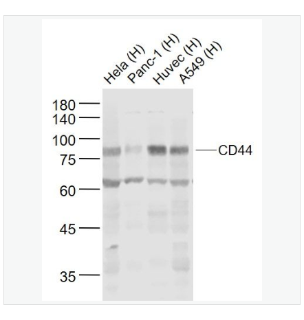 Anti-CD44 antibody  -CD44抗体,CD44