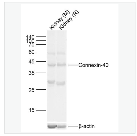 Anti-Connexin-40 antibody  -间隙连接蛋白40抗体,Connexin-40