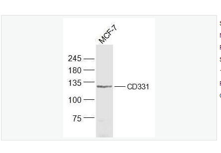 Anti-FGFR1 antibody  -碱性成纤维细胞生长因子受体1（CD331）抗体,FGFR1
