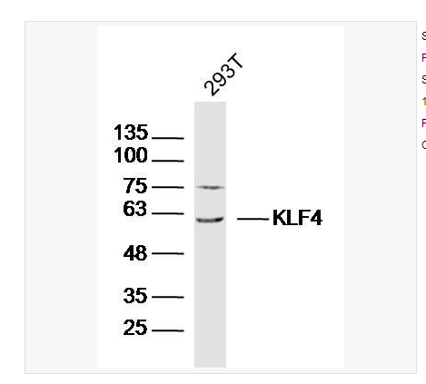 Anti-KLF4 antibody  -肠道内富含的Kruppel样因子/上皮锌指蛋白4抗体,KLF4