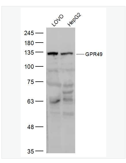 Anti-GPR49 antibody  -G蛋白偶联受体49抗体,GPR49