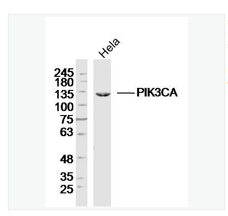 Anti-PIK3CA antibody  -磷脂酰肌醇激酶催化亚单位A抗体,PIK3CA