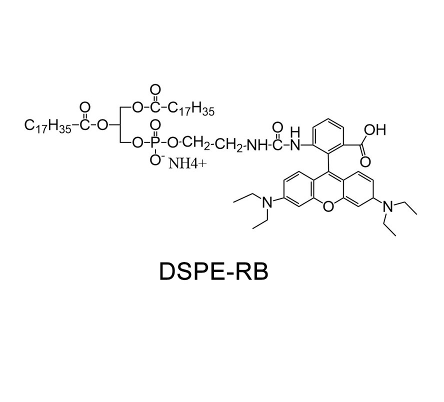 磷脂改性罗丹明,DSPE-RB