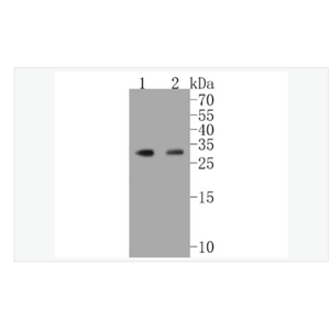 Anti-HES1  antibody  -转录因子HES-1重组兔单克隆抗体