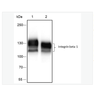 Anti-Integrin beta 1 antibody  -整合素β1（CD29）重组兔单克隆抗体