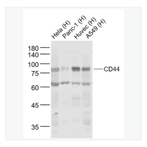 Anti-CD44 antibody  -CD44抗体