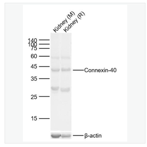 Anti-Connexin-40 antibody  -间隙连接蛋白40抗体