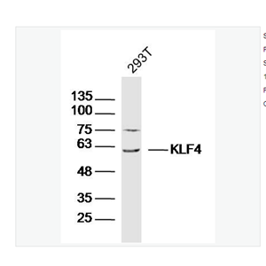 Anti-KLF4 antibody  -肠道内富含的Kruppel样因子/上皮锌指蛋白4抗体