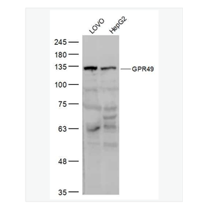 Anti-GPR49 antibody  -G蛋白偶联受体49抗体,GPR49
